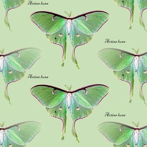 green moth G