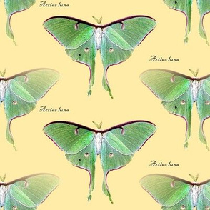 green moth Y