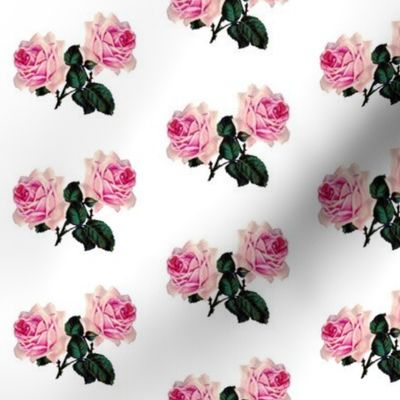 Pink vintage roses on white