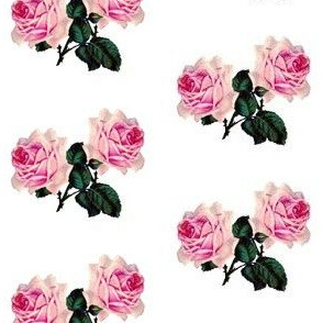 Pink vintage roses on white