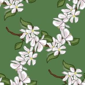 Apple blossoms 1