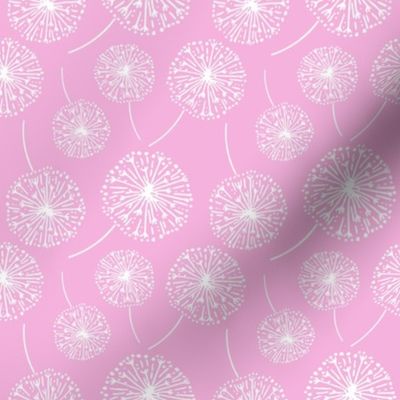 Dandelion clocks white on pink (medium)