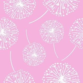 Dandelion clocks white on pink (large)