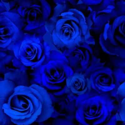 A Bed of Blue Roses 