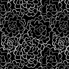 wild roses in black