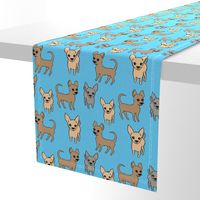 Chihuahua chihuahuas turquoise (large)