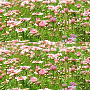flower meadow design