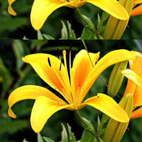 lily flower