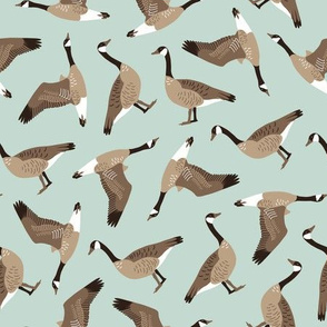 Canada Geese tossed on light teal