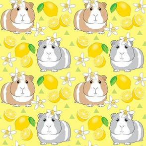 medium guinea pigs with lemons on yellow