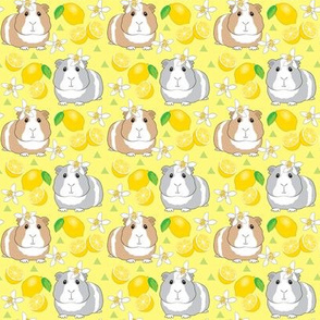 small guinea pigs with lemons on yellow