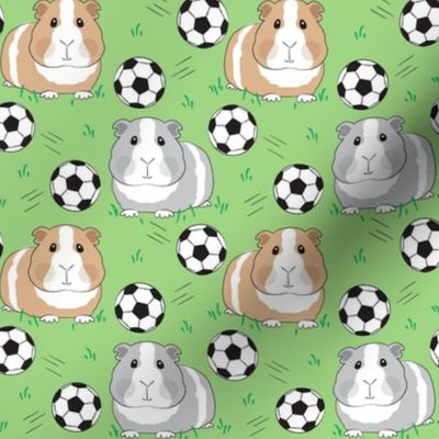 medium guinea pigs and soccer