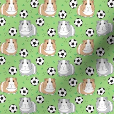 small guinea pigs and soccer