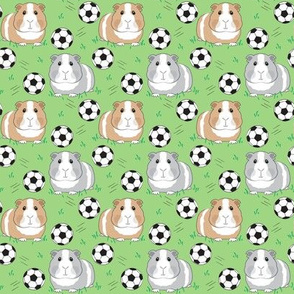 small guinea pigs and soccer