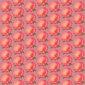 Coral Sunset Peony - dusky pink, medium 