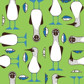 Normal scale • Curious Blue-footed booby green