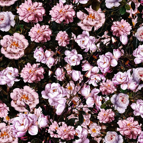 Shabby Chic Pink Roses Lush Garden