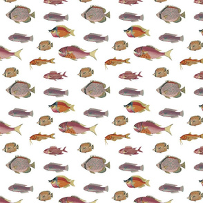 poissons, orange and pink on white