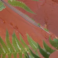 clay and ferns texture