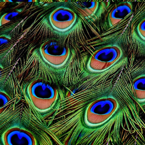 peacock feathers Art