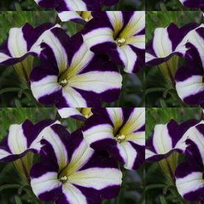 petunia flower Art