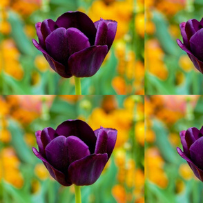 tulip-purple Art