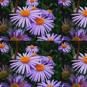 aster tongolensis Art