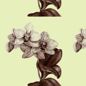 sepia orchid 