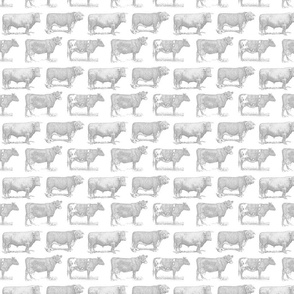 Classic Cow Illustrations in Light Gray with White Background (Small Scale)