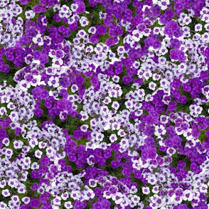 purple dianthus 