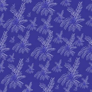 Blue Ferns