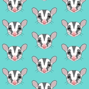 sugar glider faces on teal