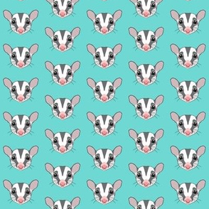 small sugar glider faces on teal