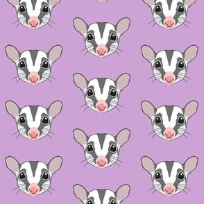 sugar glider faces on purple