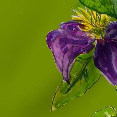 watercolor purple clematis 