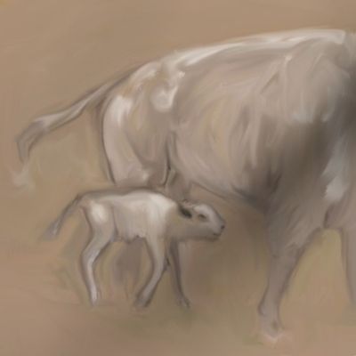 White Spirit Bison Buffalo Bull Cow and Calf