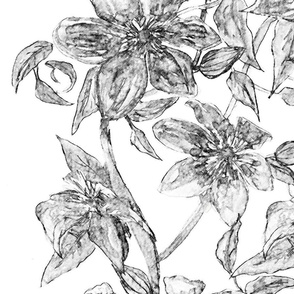 Flowering Clematis - Black & White