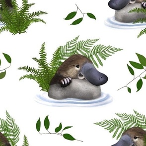 Platypus & Ferns White