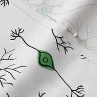 Neurons on White