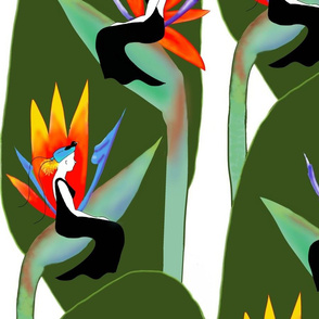 Birds of Paradise