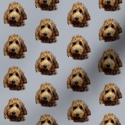 Red Cockapoo on Grey