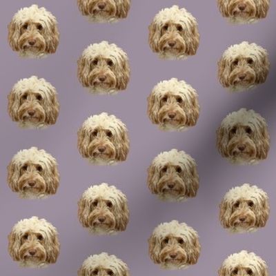 Apricot Cockapoo on Mauve