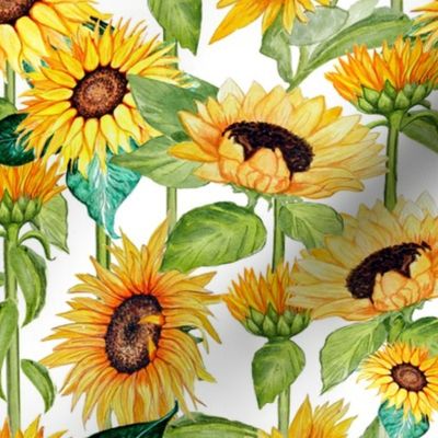 sunflower watercolor floral