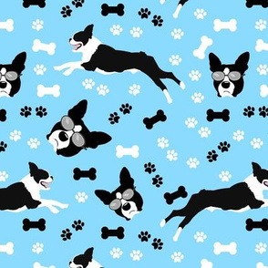 Boston Terriers in Blue