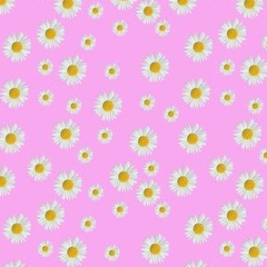 Daisies Multiple Offset Pink