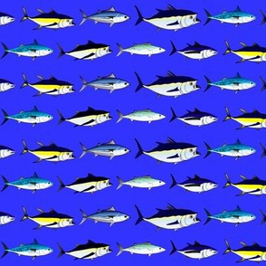 7 Tuna on royal blue