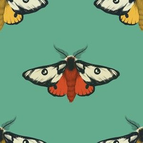 Silk Moths