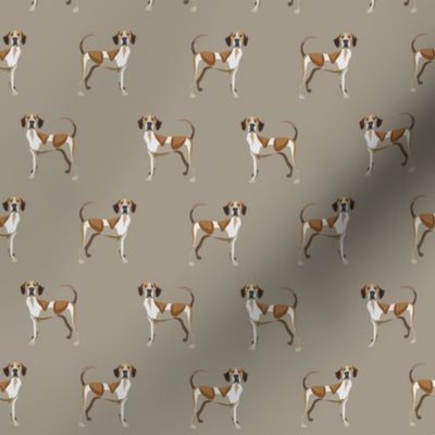 american english coonhound fabric -khaki