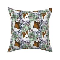 Floral Sable Smooth Collie portraits