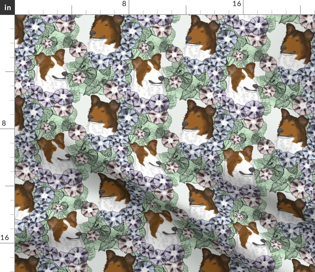 Floral Sable Smooth Collie portraits